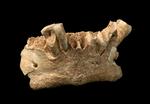 Det lille stykke kæbeben er den hidtil ældste kendte fossile rest af menneskets forfar i Europa. 