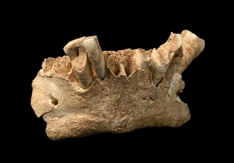 Det lille stykke kæbeben er den hidtil ældste kendte fossile rest af menneskets forfar i Europa. 