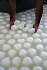 ITALY MOZZARELLA DIOXIN