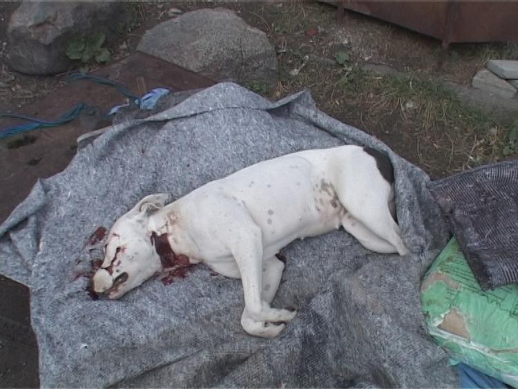 Hunden blev dræbt af en betjent, der var i gang med en anholdelse på Christiania. 