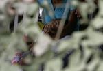 Et barn med symptomer på dengue-feber venter på lægebehandling på et hospital i Nova Iguaçu i staten Rio de Janeiro. 