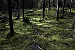 8000 år. Så gammelt er verdens ældste rødder, der er fundet i det centrale Sverige af en gruppe svenske forskere. Billedet er et arkivfoto af en svensk skov i det centrale Sverige. 