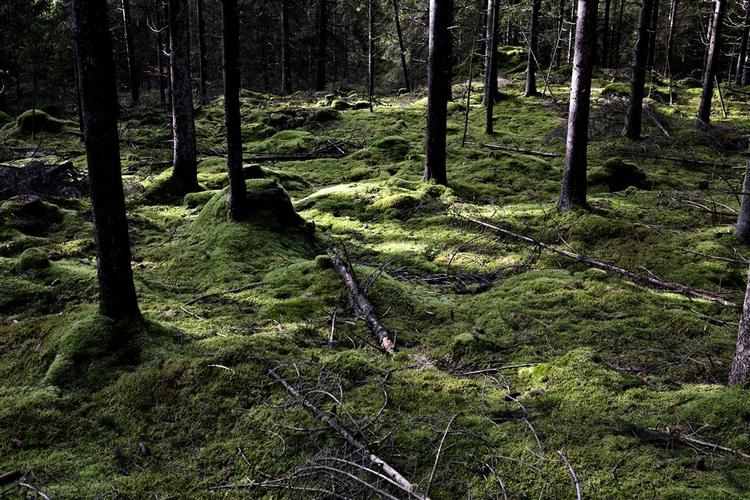 8000 år. Så gammelt er verdens ældste rødder, der er fundet i det centrale Sverige af en gruppe svenske forskere. Billedet er et arkivfoto af en svensk skov i det centrale Sverige. 