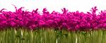 Cress
