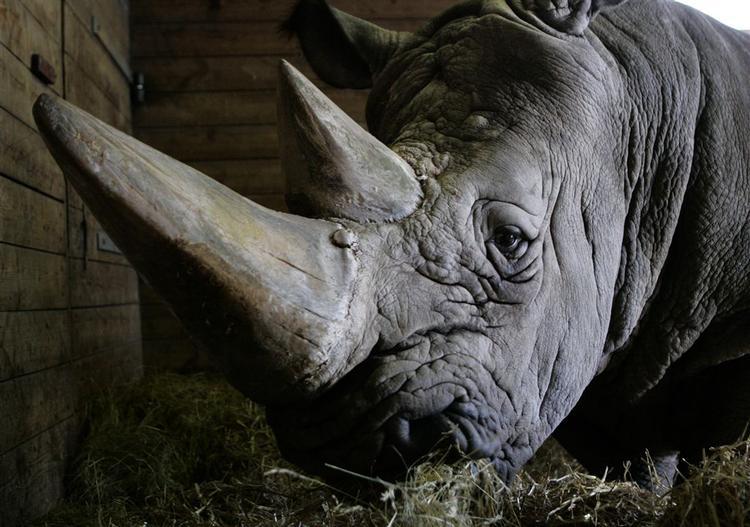 Hornene på dette næsehorn i Zoologisk Have i København er i sikkerhed. Men tyve i Sydafrika er sluppet afsted med to horn fra et museum. Tyvene var sandsynligvis ikke klar over, at hornene er behandlet med dødbringende gift. Arkivfoto. 