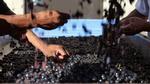 WINE CRUSH