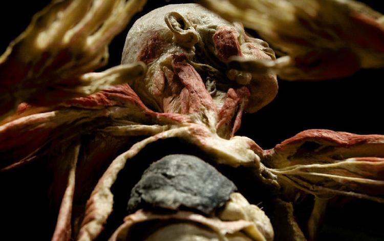 Udstillingen ’Bodies’  – der både kan betyde ’kroppe’ og ’lig’ – kan ses i H.C. Andersen Slottet i Tivoli. Den er set af op imod otte millioner mennesker i USA og Europa og har overalt vakt opstandelse, bl.a. på grund af påstande om, at ligdelene kommer fra henrettede politiske fanger i Kina, hvilket arrangørerne helt kategorisk afviser. 