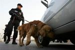Sydkorea har en dygtig narkohund, og ved hjælp af den har man klonet syv hundehvalpe, der er er lige så dygtige. På billedet ses en kinesisk bombehund på arbejde. Arkivfoto. 