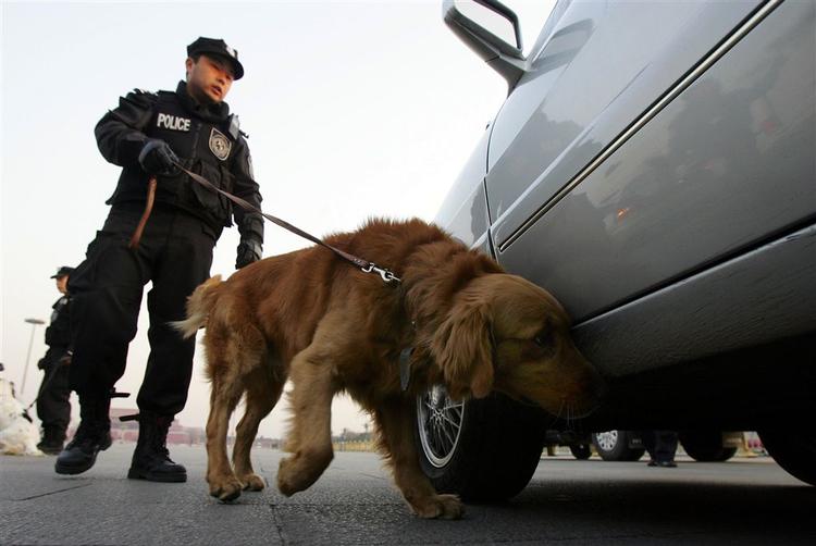 Sydkorea har en dygtig narkohund, og ved hjælp af den har man klonet syv hundehvalpe, der er er lige så dygtige. På billedet ses en kinesisk bombehund på arbejde. Arkivfoto. 
