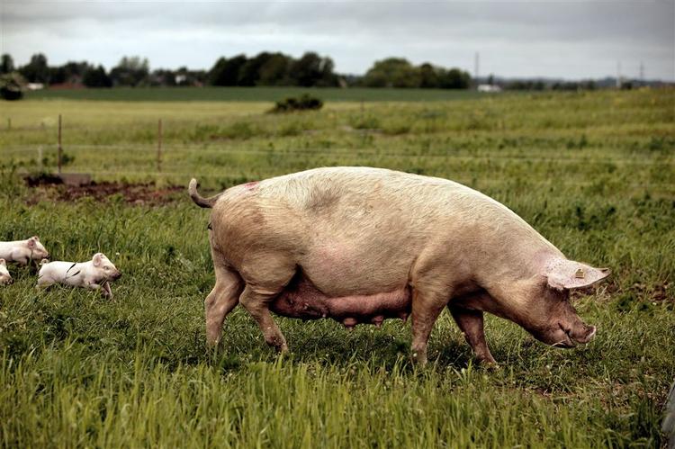 Grisene skal have levet økologisk, når de ender i køledisken, mener næsten halvdelen af forbrugerne i en undersøgelse. Salgstallene tyder dog på, at priserne også betyder en del for de samme forbrugere. 