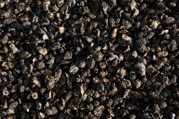 På østerstur ved Mandø i Vadehavet