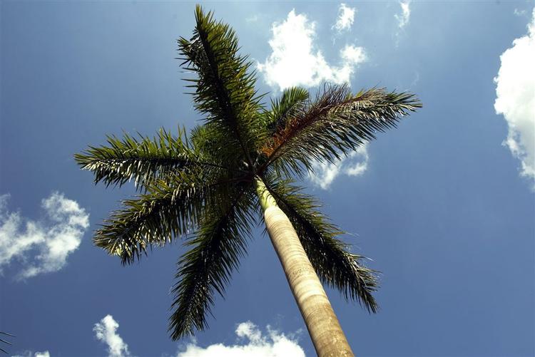 En kokospalme med tre kroner i Elfenbenskysten er sat til salg for fem millioner kroner. Denne palme er dog fra Uganda. Arkivfoto 
