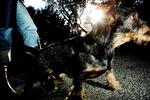 Gravhund