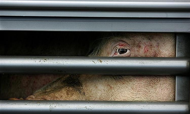 Danmark kan beholde skrappere regler om dyretransport, vurderer EF-Domstolen. 