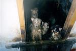 Mishandling af hunde kendes også herhjemme fra - dog langt fra i samme omfang som i den aktuelle sag fra Australien, hvor et ældre ægtepar har flere hundrede hundes skæbne på samvittigheden. 