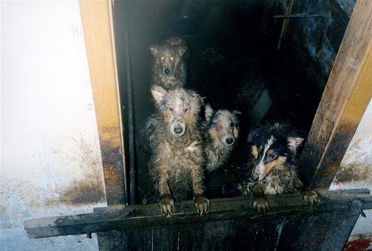 Mishandling af hunde kendes også herhjemme fra - dog langt fra i samme omfang som i den aktuelle sag fra Australien, hvor et ældre ægtepar har flere hundrede hundes skæbne på samvittigheden. 