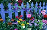 Blue Picket Fence And Flower Garden
