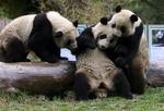 China Olympic Pandas