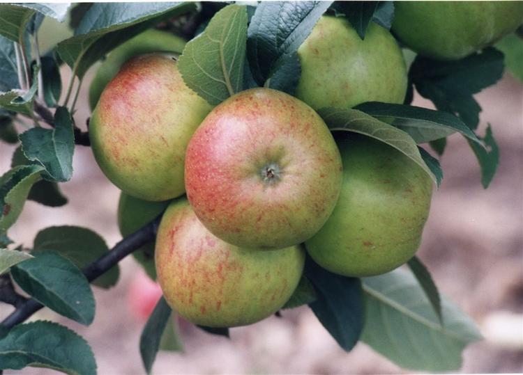 I Danmark er det forbudt at sprøjte med kobber af hensyn til miljøet. Kobber er giftigt for mikromiljøet i jorden under frugttræerne. 