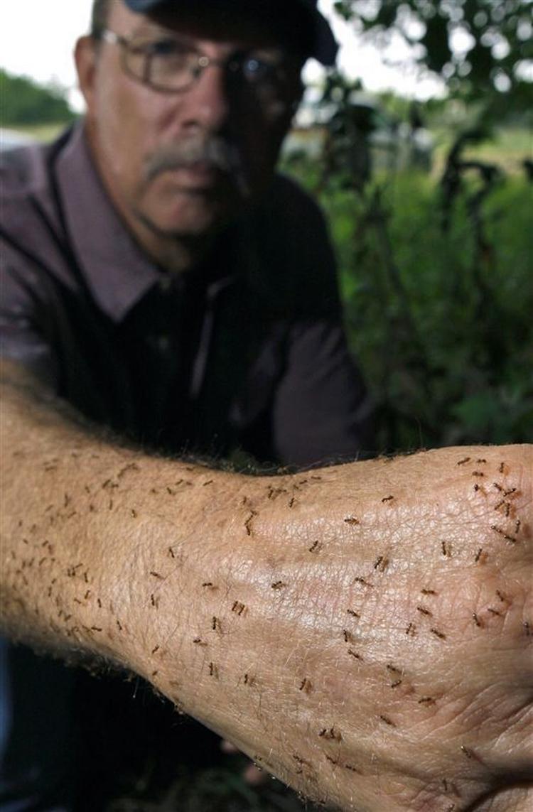 De rødbrune myrer kravler på en skadedyrsbekæmpers arm. 