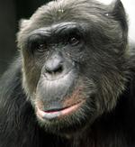 Den 26 år gamle chimpanse Pan har nu fået et menneskenavn, men har stadig svært ved at blive juridisk erklæret 'en person'.Aktivistgrupper i Østrig har nu sendt en appel til Den Europæiske Menneskerettighedsdomstol. 