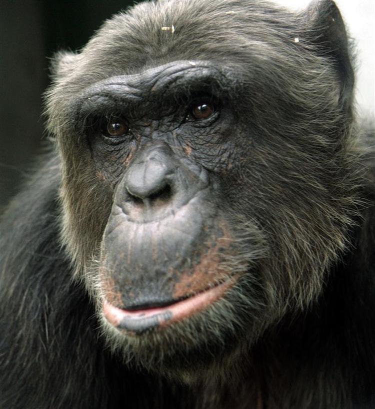 Den 26 år gamle chimpanse Pan har nu fået et menneskenavn, men har stadig svært ved at blive juridisk erklæret 'en person'.Aktivistgrupper i Østrig har nu sendt en appel til Den Europæiske Menneskerettighedsdomstol. 