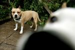 American Staffordshire - en af de berygtede kamphunderacer. 