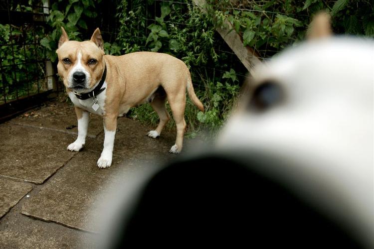 American Staffordshire - en af de berygtede kamphunderacer. 