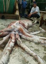 Australia Giant Squid