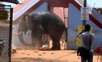 Dræberelefanten 'Osama' ses her under et amokløb mod et tempel nær Trichur i Kerala, Indien 23. april. Tre personer blev dræbt ved angrebet. Arkivfoto. 