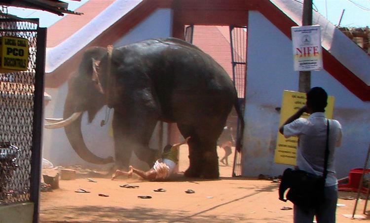 Dræberelefanten 'Osama' ses her under et amokløb mod et tempel nær Trichur i Kerala, Indien 23. april. Tre personer blev dræbt ved angrebet. Arkivfoto. 
