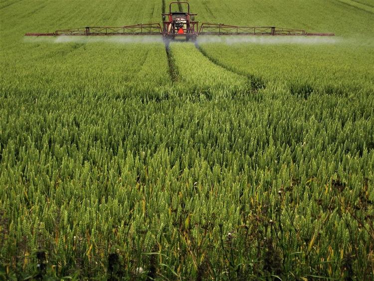 Hvis landbruget for eksempel får lov til at gøde markerne mere, kan der produceres mere korn - til gavn for de, der mangler fødevarer, mener Landbrugsraadet. 