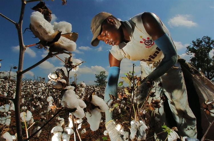 Danmark er rykket op på en tredjeplads af de lande, der bruger flest penge på Fairtrade. Her er det en landarbejder på en fairtrade-bomuldsmark i Brasilien. 