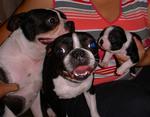 Hunden Ginger (i midten) blev suget op af en fejemaskine. 