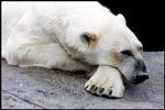 Polar bears have a difficult time as Arctic ice recedes. The Danes are among those who are most worried about the climate. 