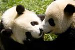 China Earthquake Panda