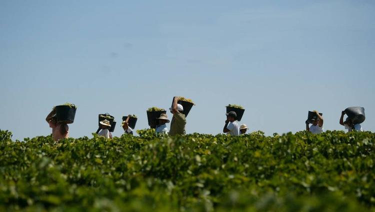 Sherry på vej. Vinhøst i markerne hos sherryproducenten Hodalgo. Druerne til den tørre manzanilla vokser i et specielt fugtigt klima ved Atlanterhavskysten. 
