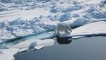 Havforskningsskibet ’KV Svalbard’ måtte jage isbjørnen væk med signalhornet, så de kunne fortsætte deres målinger. DMI’s forsker om bord, Gorm Dybkjær, kunne konstatere, at havisen er tyndere end normalt. 