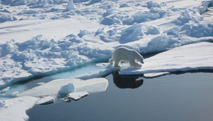 Havforskningsskibet ’KV Svalbard’ måtte jage isbjørnen væk med signalhornet, så de kunne fortsætte deres målinger. DMI’s forsker om bord, Gorm Dybkjær, kunne konstatere, at havisen er tyndere end normalt. 