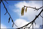 ikke bare græs- men også som her birkepollen kan ødelægge lange perioder i allergikeres liv. 