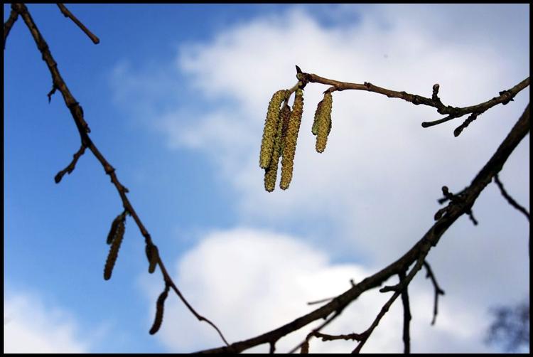 ikke bare græs- men også som her birkepollen kan ødelægge lange perioder i allergikeres liv. 