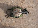 Flere vil tage en tørn i Afghanistans sand, hvis lønnen stiger, mener chefen for 1. brigade. Arkivfoto. 