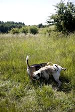 hunde2