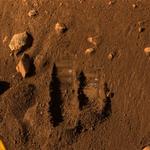 Nasa's robotarm har taget prøver af jorden på Mars - og det minder om en køkkenhave. 