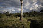 De voksende temperaturer som følge af den globale opvarmning betyder, at flere plantearter rykker op ad bjergskråninger for at kunne overleve. Arkivfoto. 