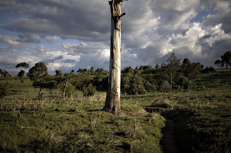 De voksende temperaturer som følge af den globale opvarmning betyder, at flere plantearter rykker op ad bjergskråninger for at kunne overleve. Arkivfoto. 