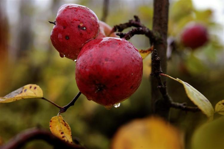 Somersby er produceret med æblesaft og følger både de danske forskrifter og den fælles standard, som de europæiske ciderproducenter har vedtaget«, siger Carlsberg. (Arkivfoto) 