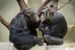 Chimpanser - som dette kærlige par fra Københavns Zoo - skal have rettigheder, mener spanske politikere. 