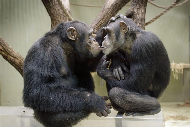 Chimpanser - som dette kærlige par fra Københavns Zoo - skal have rettigheder, mener spanske politikere. 