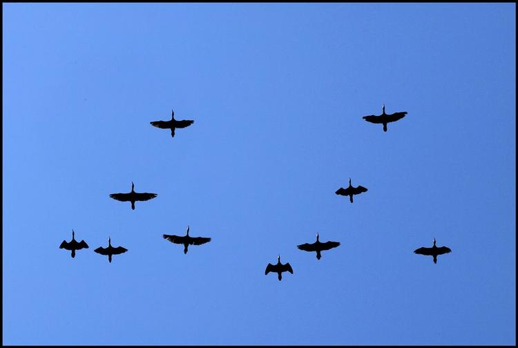 Skarver i flok over Kongelunden i København. 